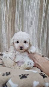 Tiny Poodle