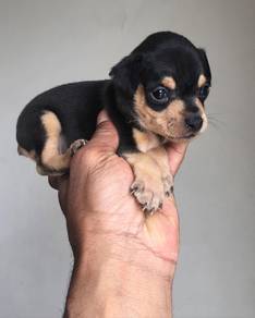 mini pinscher k