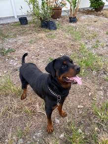 Rottweiler