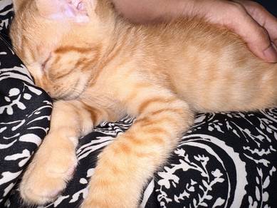 Male kitten to letgo (urgent)
