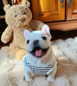 French BullDOG