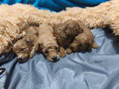 Toy Poodle