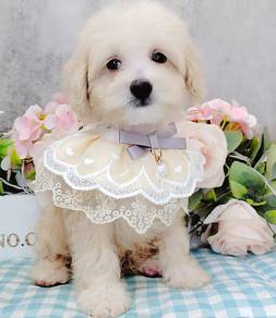 Maltipoo