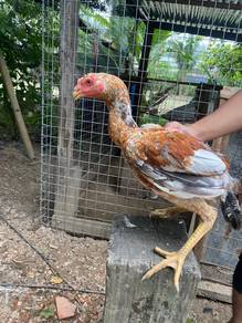 Ayam Ganoi