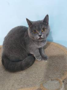 female BSH