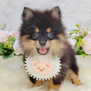 Pomeranian