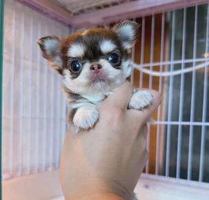 Chihuahua