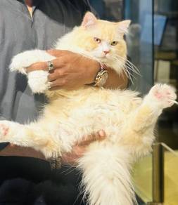 Persian Big Bone Cat