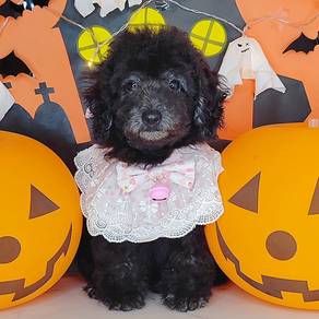 Poodle