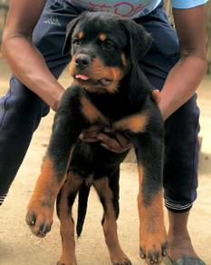 rottweiler puppies t