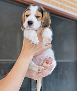 BEAGLE PUPPIES F96 🌻 Rehome Male ~Female