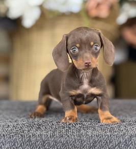 dachshund puppies 