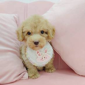 Poodle