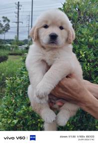 Goldenretriever 