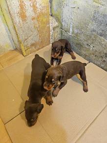 European doberman