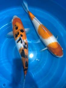 Japanese koi