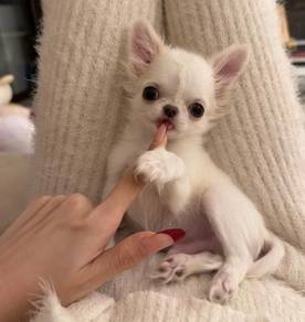 Chihuahua