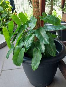Pokok
