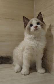 Ragdoll High Quality Male kitten import China