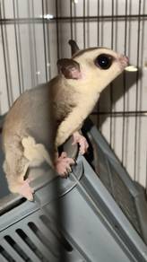Female White Face Sugar Glider