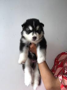 pomky 9
