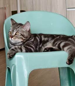 Mix BSH Male 
