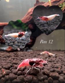 Red Steel Shrimp