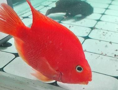 Red Parrot Fish 
