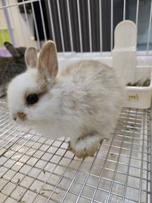 Baby Dwarf