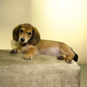 Miniature dachshund long haired
