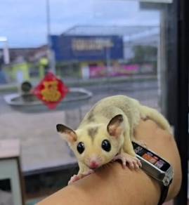 sugar glider