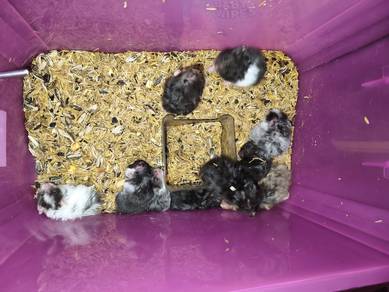 hamster syrian jual borong sahaja 