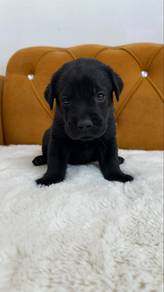 Labrador Black