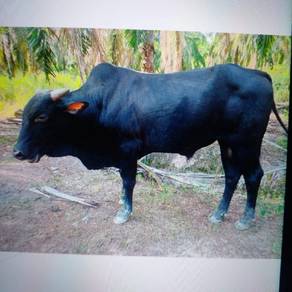 Lembu jantan untuk jual