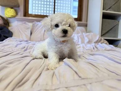 F755 Teddy-like Bichon friendly playful adorable l