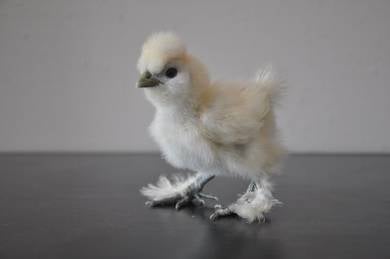 ayam silkie , silkie chicken