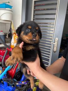 Rottweiler female male puppy only
