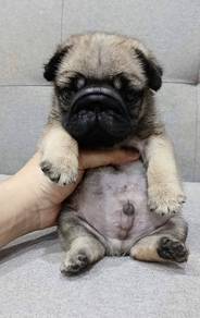 PUG PUPPIES 612 🌻 Chubby Pug  Male