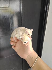 sugar glider leucistic 