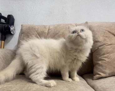 kucing