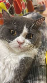 Kucing ragdoll jantan utk rehome diperlis