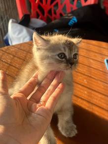 Kitten Mix bsh/flatface persian