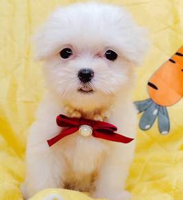 Maltese