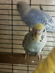 Pets: A Pair of Budgie Bird / Sepasang Burung Baji