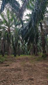 Agricultural Land in Lenggong, PRK