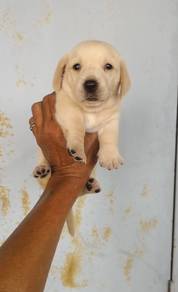 Pure Breed Cream Smooth Fur Dachshund (F) 纯种短毛腊肠犬