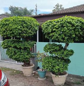 Pokok Bonsai