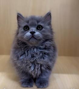 Kucing BLH Munchkin - Blue Female