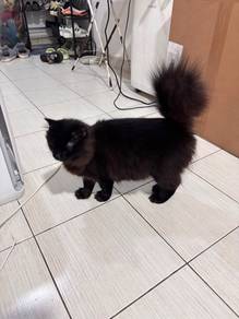 DLH Cat