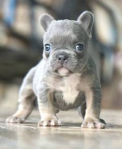 FRENCH BULLDOG PUPPIES S209🌻Cute Puppy Available